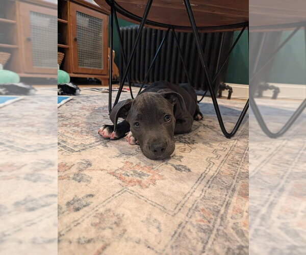 Medium Photo #1 Mutt Puppy For Sale in Wenonah, NJ, USA