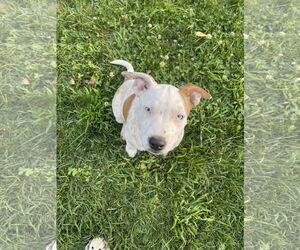 Mutt Dogs for adoption in Winter, WI, USA