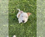 Small Mutt