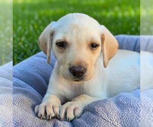 Labrador Retriever-Unknown Mix Dogs for adoption in San Diego, CA, USA