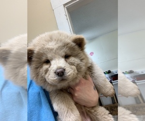 Chow Chow Puppy for sale in COON RAPIDS, IA, USA