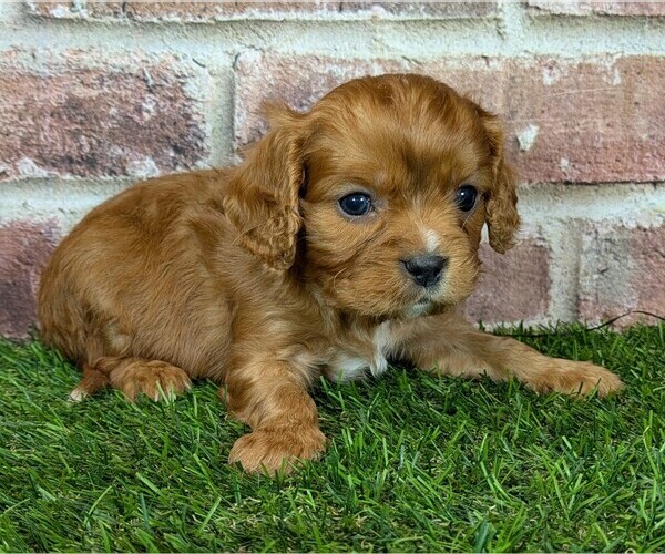 Medium Photo #14 Cavalier King Charles Spaniel Puppy For Sale in MOBERLY, MO, USA