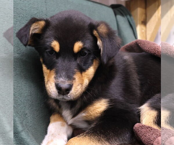 Medium Photo #2 Shepradors Puppy For Sale in Princeton, MN, USA