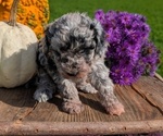 Small #13 Poodle (Toy)