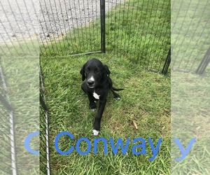 Golden Labrador Puppy for sale in KIMMELL, IN, USA