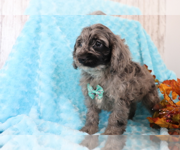 Medium Photo #2 Cocker Spaniel-Poodle (Miniature) Mix Puppy For Sale in SHILOH, OH, USA