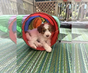 Aussiedoodle Miniature  Puppy for Sale in WATERTOWN, Minnesota USA