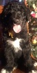 Small Photo #28 Aussiedoodle Puppy For Sale in ARBA, IN, USA