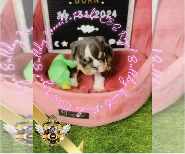Medium Photo #32 English Bulldog Puppy For Sale in ATHENS, GA, USA
