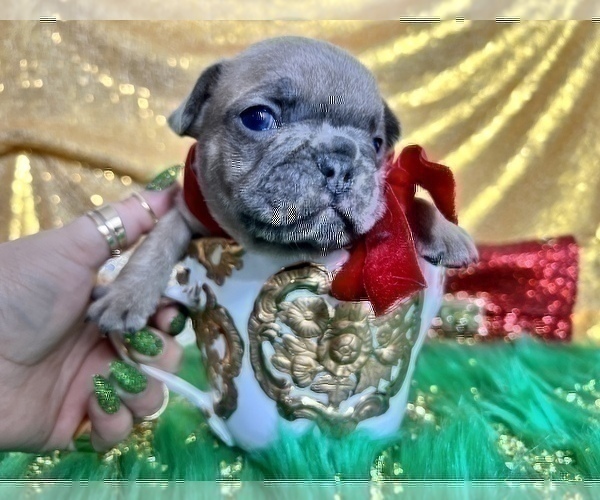 Medium Photo #100 French Bulldog Puppy For Sale in HAYWARD, CA, USA