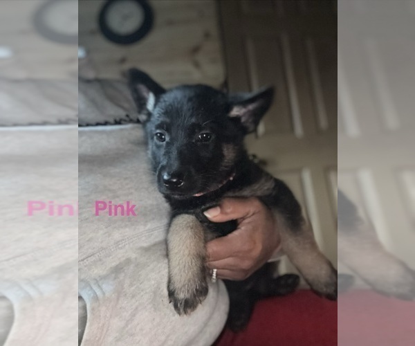 Medium Photo #7 German Shepherd Dog Puppy For Sale in SUMPTER TWP, MI, USA