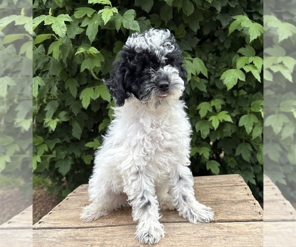 Medium Photo #4 Poodle (Miniature) Puppy For Sale in MIDDLEBURY, IN, USA