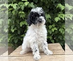 Small #3 Poodle (Miniature)