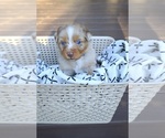 Puppy Cheif Miniature Australian Shepherd
