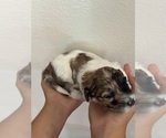 Small #4 Bernedoodle (Miniature)