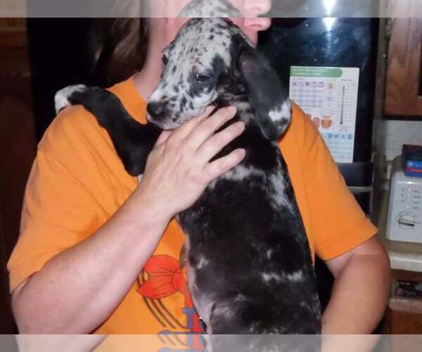 Medium Photo #13 Great Dane Puppy For Sale in SPRAGGS, PA, USA