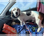 Small #3 Basset Hound Mix
