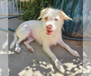 Poodle (Toy)-Unknown Mix Dogs for adoption in Albuquerque, NM, USA