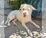 Delightful Lil Ms Dewdrop ~ Westiepoo - Female Poodle (Toy)-Unknown Mix Dog for Adoption - Small photo