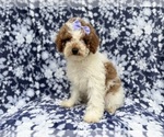 Small #5 Poodle (Miniature)
