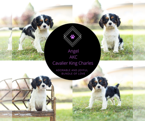Medium Cavalier King Charles Spaniel