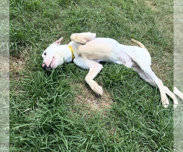 Medium Photo #5 Pointer-Unknown Mix Puppy For Sale in Houston, TX, USA