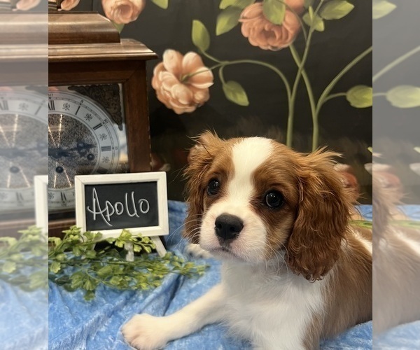 Medium Photo #5 Cavalier King Charles Spaniel Puppy For Sale in ABILENE, TX, USA