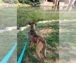 Small #2 Labrador Retriever Mix