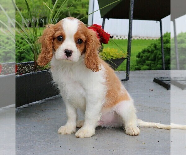 Medium Photo #4 Cavalier King Charles Spaniel Puppy For Sale in EPHRATA, PA, USA