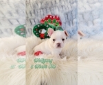 Puppy 1 French Bulldog