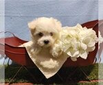 Small Photo #3 Morkie Puppy For Sale in PEMBROKE PINES, FL, USA