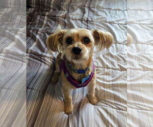 Mutt Dogs for adoption in Plainfield, IL, USA