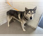 Small Siberian Husky