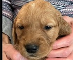 Puppy Nutmeg Golden Retriever