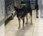 Maddox - Male German Shepherd Dog-Unknown Mix Dog for Adoption - Small photo