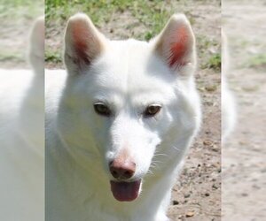 Siberian Husky-Unknown Mix Dogs for adoption in Coppell, TX, USA