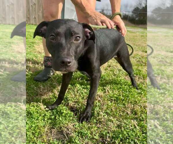 Medium Photo #3 Mutt Puppy For Sale in Abbeville, LA, USA