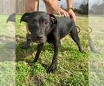 Small #2 Mutt