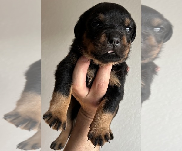 Medium Photo #1 Rottweiler Puppy For Sale in AURORA, CO, USA