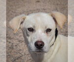 Valkyrie - Female Siberian Husky-Unknown Mix Dog for Adoption - Small photo