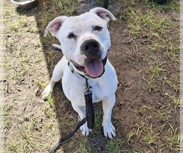 Medium Photo #2 Bullboxer Pit Puppy For Sale in Ocala, FL, USA
