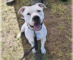 Small Photo #2 Bullboxer Pit Puppy For Sale in Ocala, FL, USA