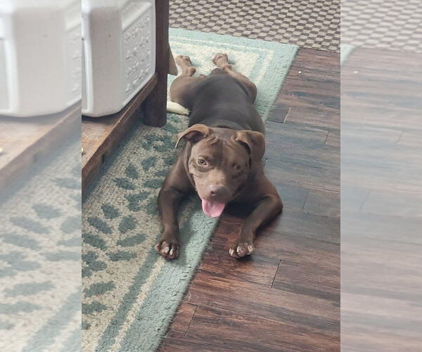 Medium Photo #2 American Pit Bull Terrier-Unknown Mix Puppy For Sale in Oakhurst, NJ, USA