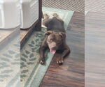 Small #1 American Pit Bull Terrier Mix