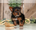 Small #1 Yorkshire Terrier