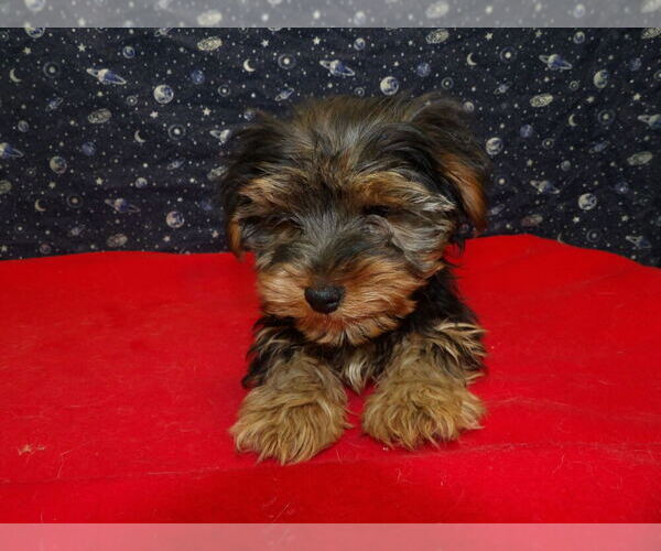 Medium Photo #3 Yorkshire Terrier Puppy For Sale in PATERSON, NJ, USA