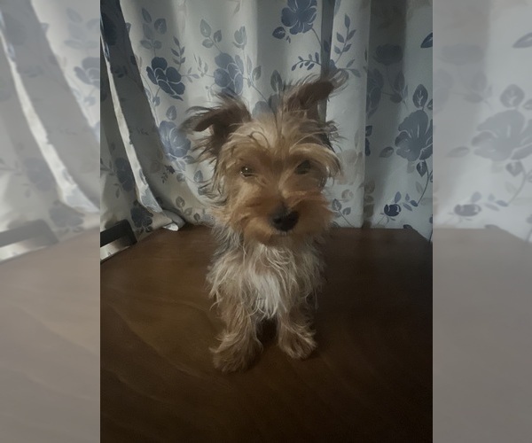 Medium Photo #12 Yorkshire Terrier Puppy For Sale in DURHAM, CT, USA
