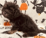 Puppy Nathan Pomeranian-Poodle (Toy) Mix