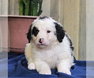 Bernedoodle-Poodle (Miniature) Mix Puppy for sale in EAST EARL, PA, USA