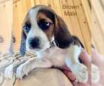 Puppy 8 Beagle